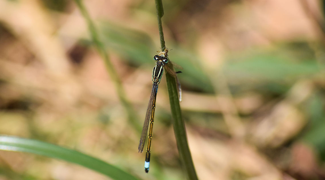 Damsel Fly-The Golden Dartlet  Geotagged,India,Ischnura senegalensis,Winter