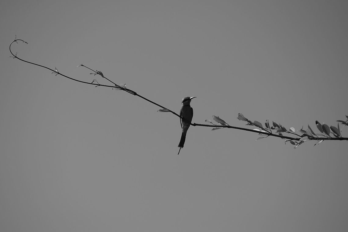 Green Bee eater This was my First click of a Green bee eater, I dint know which bird it was then :P Fall,Geotagged,Green bee-eater,India,Merops orientalis