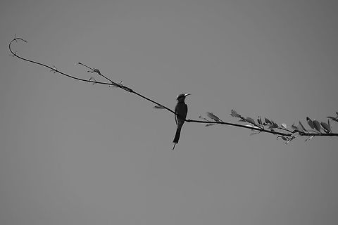 Green Bee eater This was my First click of a Green bee eater, I dint know which bird it was then :P Fall,Geotagged,Green bee-eater,India,Merops orientalis