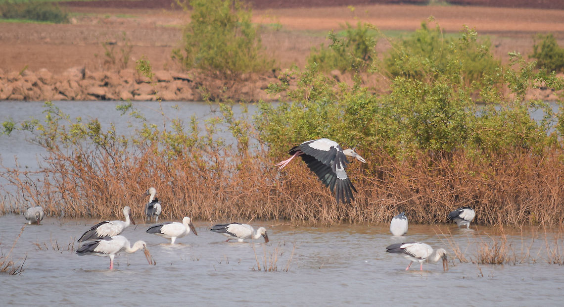 Open Billed... Open Billed Every Where  Anastomus oscitans,Asian Openbill,Fall,Geotagged,India