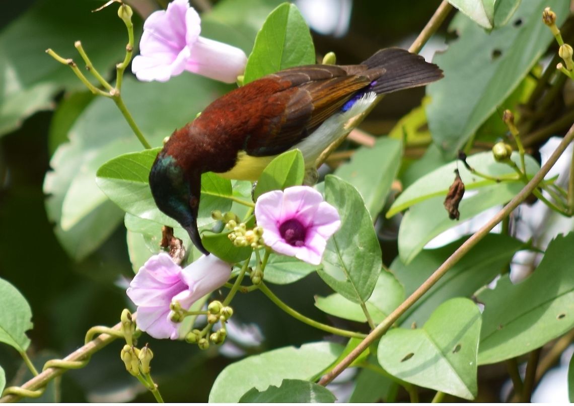 Purple Rumped Sun Bird Male First Day Second Photograph after buying my new Camera. ;) Fall,Geotagged,India,Leptocoma zeylonica,Purple-rumped sunbird
