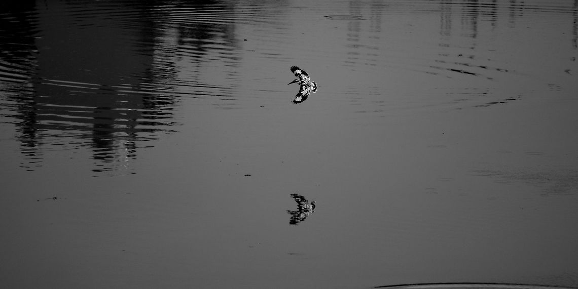 The wings of TIME are B&W The wings of Time are black &amp; white,<br />
PIED with morning &amp; with night.<br />
 Ceryle rudis,Geotagged,India,Pied Kingfisher,Winter