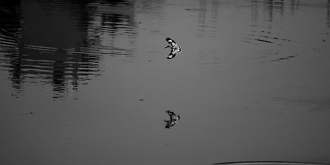 The wings of TIME are B&W The wings of Time are black & white,
PIED with morning & with night.
 Ceryle rudis,Geotagged,India,Pied Kingfisher,Winter