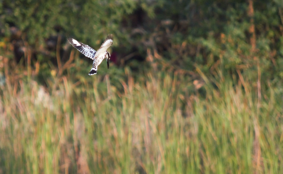 Pied Kingfisher wait with patience for the prey,<br />
HOVER..HOVER..HOVER..HOVER.. (When the right time strikes)<br />
SWOOP..SPLASH &amp; VOILA Pied Kingfisher flies out with chow Ceryle rudis,Geotagged,India,Pied Kingfisher,Winter