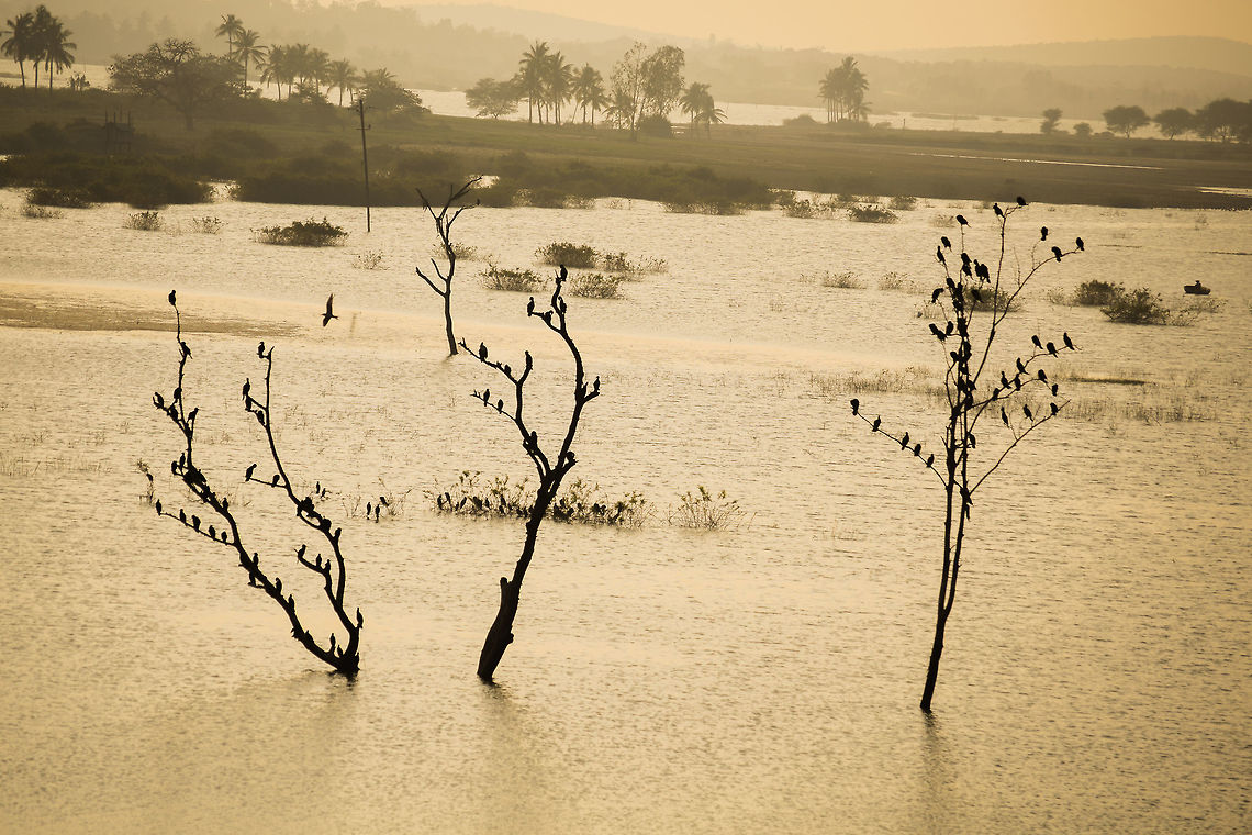 Bird Tree spotted this beautiful location during my trip to bagalkot, every branch of those 3 trees were occupied by cormorants and other wading birds. Fall,Geotagged,India