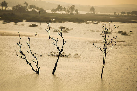 Bird Tree spotted this beautiful location during my trip to bagalkot, every branch of those 3 trees were occupied by cormorants and other wading birds. Fall,Geotagged,India