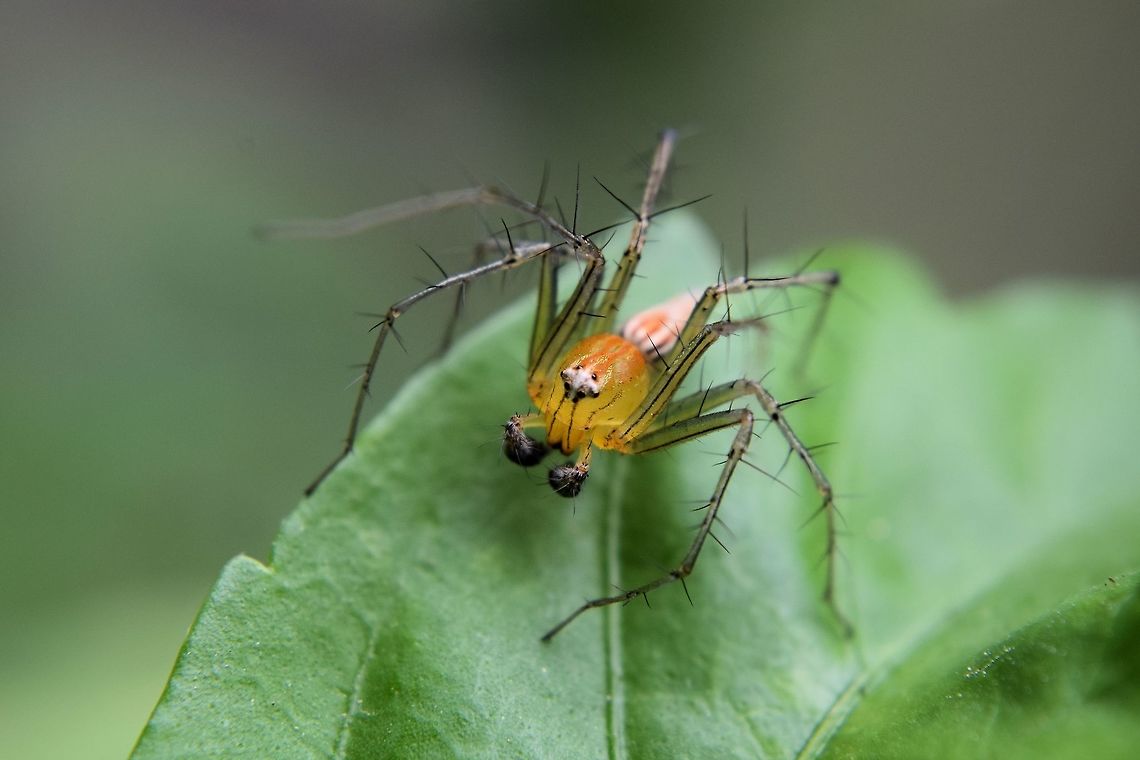 burmese lynx spider  Bangalore,India,Oxyopes birmanicus
