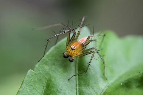 burmese lynx spider  Bangalore,India,Oxyopes birmanicus