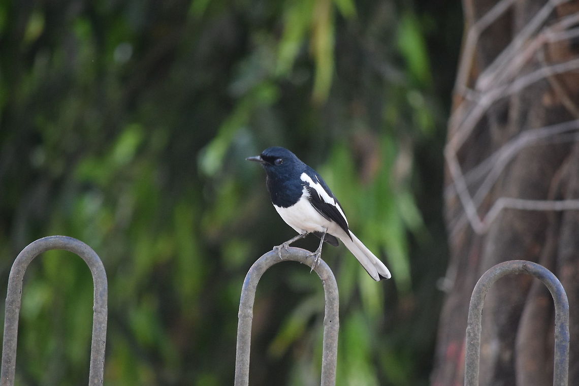 Magpie-Robin (Doyel) Magpie robins were widely kept as cagebirds for their singing abilities and for fighting in India in the past.[38] They continue to be in the pet trade in parts of Southeast Asia. Magpie robin is the national bird of bangladesh Copsychus saularis,Geotagged,India,Indian Robin,Oriental Magpie-Robin,Saxicoloides fulicatus,Winter