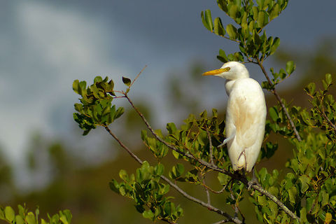 Gar&ccedil;a-boieira_(Bubulcus_ibis) Gar&ccedil;a-boieira (Bubulcus ibis) Bubulcus ibis,Cattle Egret