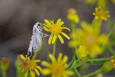 Utetheisa pulchella Utetheisa pulchella, Crimson-speckled Flunkey landed on a flower. Crimson speckled footman,Utetheisa pulchella