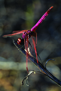 libelinha  Geotagged,Portugal,Trithemis annulata,Violet dropwing