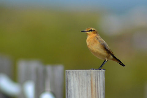 northern wheatear Oenanthe oenanthe Northern wheatear,Oenanthe oenanthe
