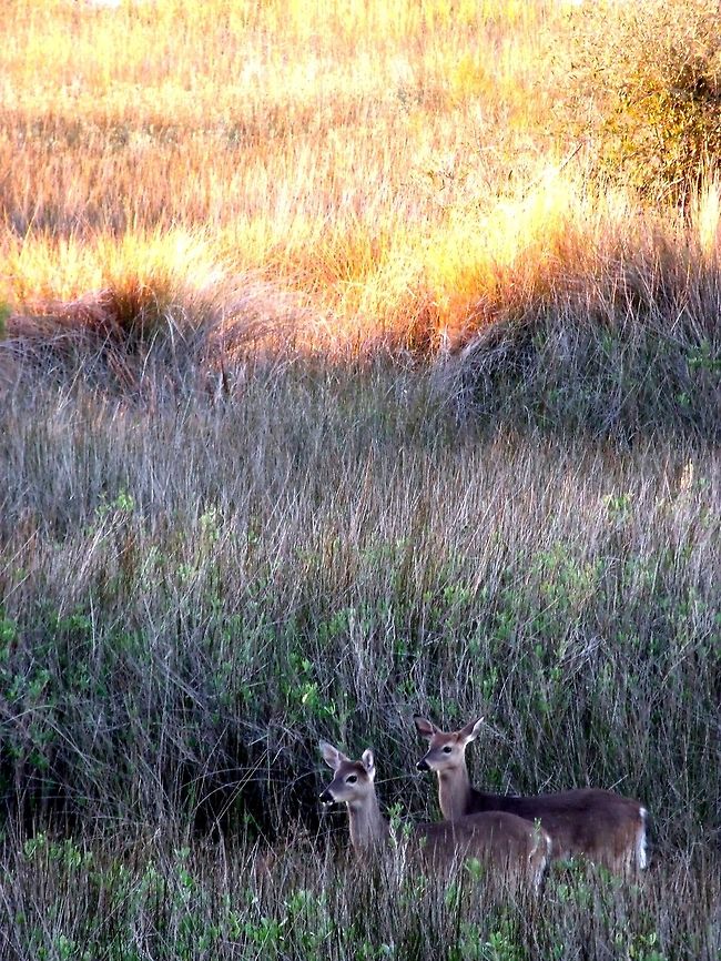 Waiting During this time, there was a small herd of Hilton Head white-tailed deer that were being distracted by the neighbor feeding them.  Eventually I had to try and feed them myself after I took a ton of shots.  This is my favorite of those, capturing the brother and sister attentive to my neighbor.   Geotagged,Hilton Head White-tailed deer,Odocoileus virginianus hiltonensis,United States