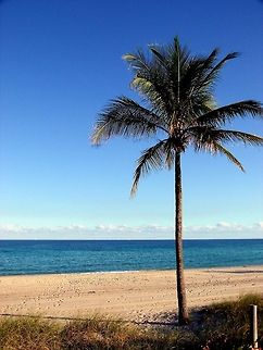 Solo Palm This photo was taken in South Florida at the end of December.  Regardless of the time of year, it is still hard to get beach shots with minimal people due to tourists.  It was unusually warm that day, and the water was colder than normal, but there was an excellent breeze to give great movement to the photo.  The position of the sun gave great contrast to the palm, making it appear golden and on fire. Geotagged,United States