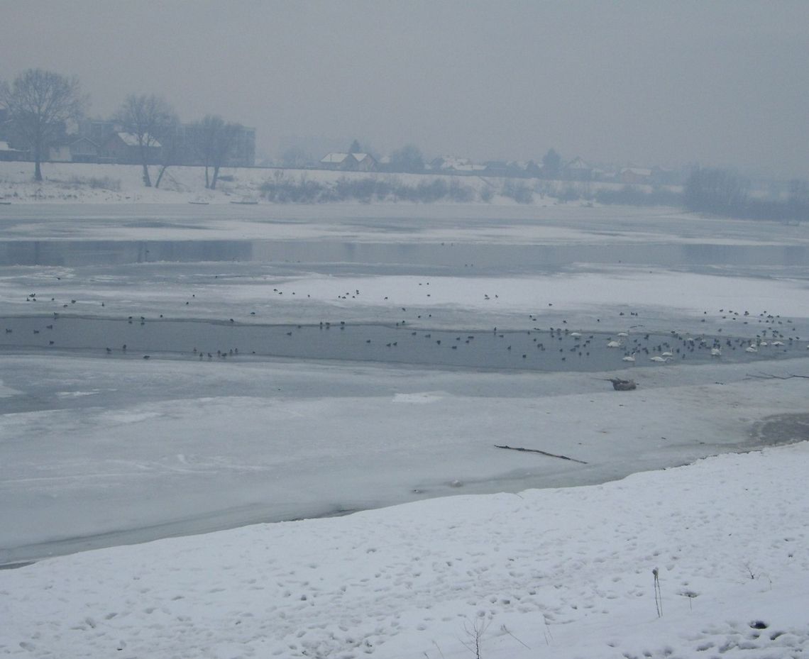 Winter  Croatia,Cygnus olor,Geotagged,Mute Swan,Winter,birds