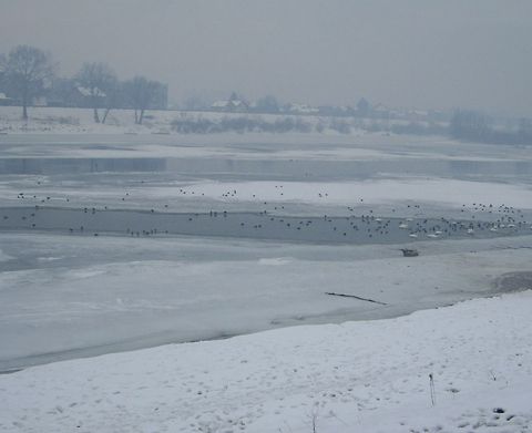 Winter  Croatia,Cygnus olor,Geotagged,Mute Swan,Winter,birds