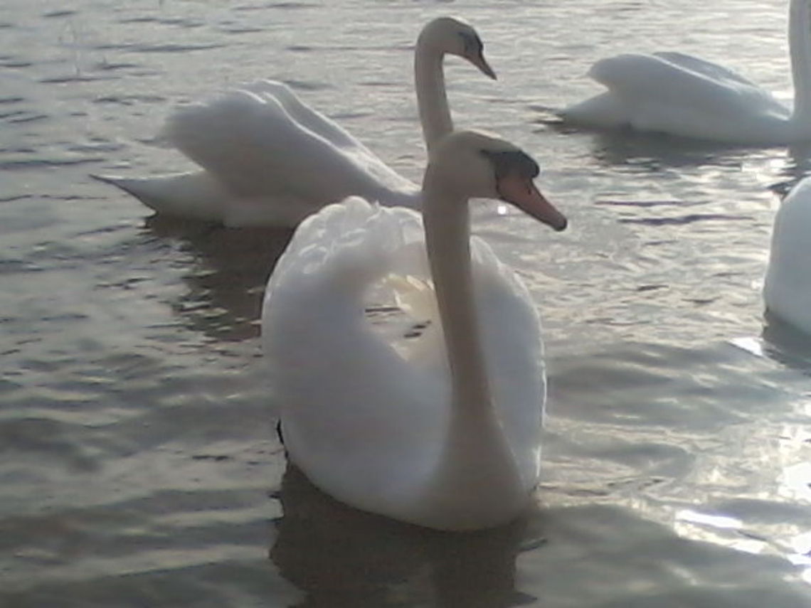 Swan on the river  Croatia,Cygnus olor,Geotagged,Mute Swan