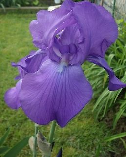 Iris  Bosnia and Herzegovina,Croatia,Geotagged,Iris germanica