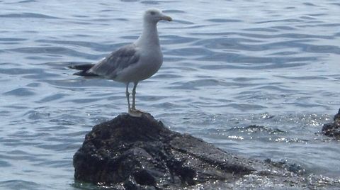 GALEB  Croatia,European Herring Gull,Geotagged,Larus argentatus
