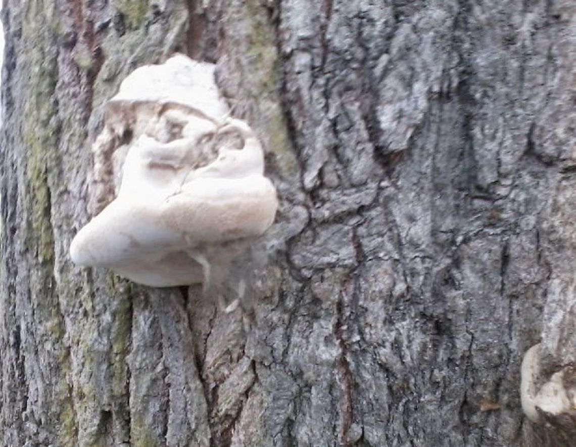 Hoof  Croatia,Geotagged