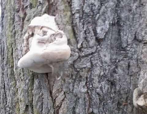 Hoof  Croatia,Geotagged