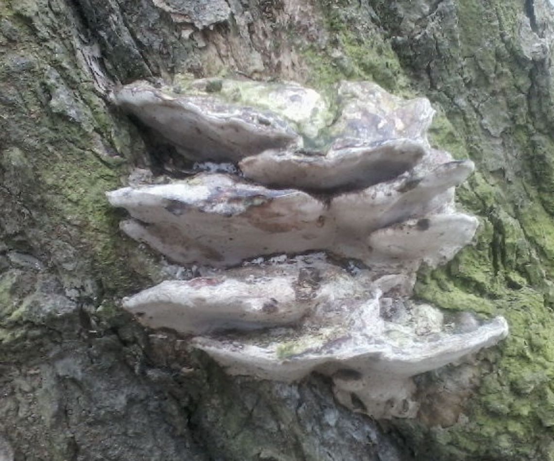 Unknown mushroom  Croatia,Geotagged