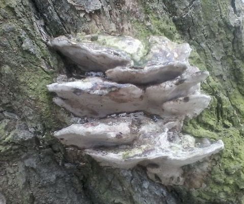 Unknown mushroom  Croatia,Geotagged