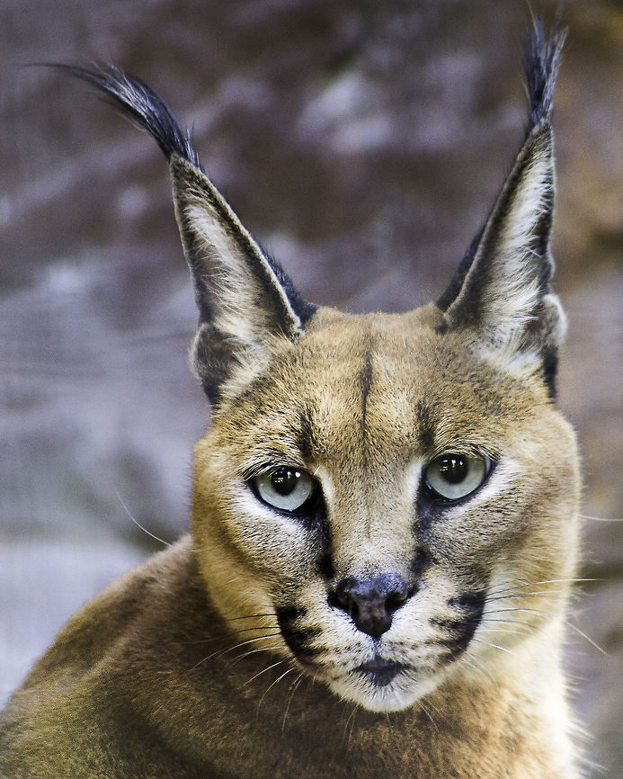 Caracal Caracal at the Central Florida Zoo. She was very active that morning, waiting for the keeper to come visit her. Caracal,Caracal caracal,Geotagged,United States