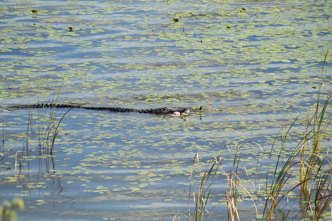 Alligator carrying an otter I was standing in the observation tower at the lake (at Lake Apopka North Shore Restoration Area, Clay Island Tract), and I was about to leave when this alligator swam by.  It took a moment to realize it was carrying something pink.  After another moment I noticed there was also a black pointy thing following along on the other side of its mouth.  While I was there I figured it was a deer, but looking at the image on my computer later I figured out (based on the foot) that it was probably an otter. Alligator mississippiensis,American Alligator,Geotagged,United States