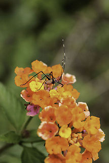 Southeastern Bush Katydid nymph (Scudderia cuneata) hanging out on lantana I found this nymph on this lantana while I was trying to follow a butterfly.  I don't think it was doing anything in particular (that I saw, at least), but it may have been looking to eat the flowers. Geotagged,Scudderia cuneata,Southeastern bush katydid,United States,katydid