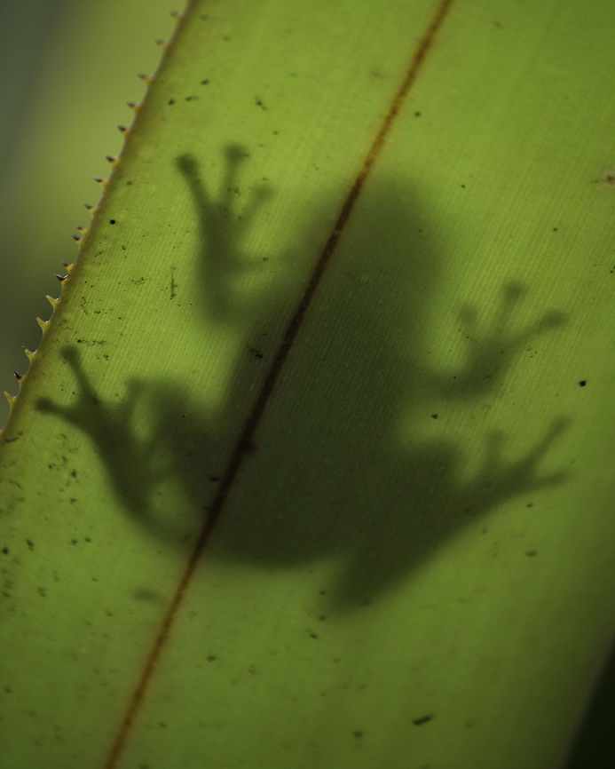 Cuban tree frog silhouette Cuban tree frog hanging out inside a bromeliad in filtered sun, warming up for the morning. Cuban tree frog,Geotagged,Osteopilus septentrionalis,United States