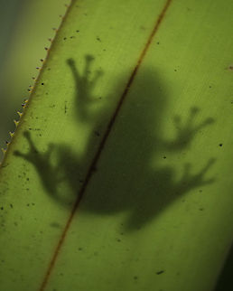 Cuban tree frog silhouette Cuban tree frog hanging out inside a bromeliad in filtered sun, warming up for the morning. Cuban tree frog,Geotagged,Osteopilus septentrionalis,United States