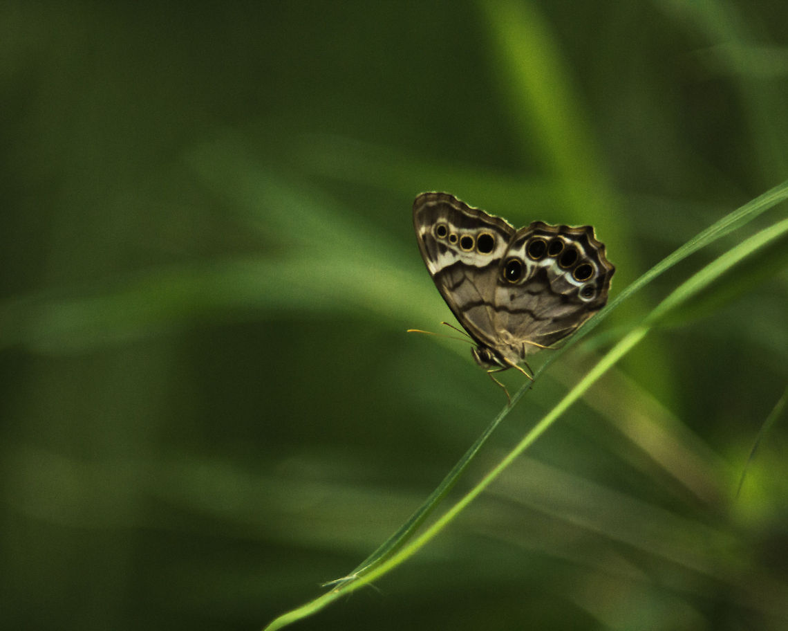Southern Pearly Eye Butterfly A Southern Pearly Eye butterfly, perched on a palm frond near Sharktooth Spring in Seminole State Forest.  I wish I could have gotten closer, but that lens' minimum focus is 9 feet.  (The metadata says 50mm which is what it says when it doesn't detect a lens; it was a 200mm manual lens that's older than me.)  But this kind of butterfly is particularly timid anyway! Enodia portlandia