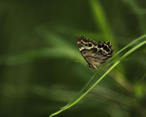 Southern Pearly Eye Butterfly A Southern Pearly Eye butterfly, perched on a palm frond near Sharktooth Spring in Seminole State Forest.  I wish I could have gotten closer, but that lens' minimum focus is 9 feet.  (The metadata says 50mm which is what it says when it doesn't detect a lens; it was a 200mm manual lens that's older than me.)  But this kind of butterfly is particularly timid anyway! Enodia portlandia
