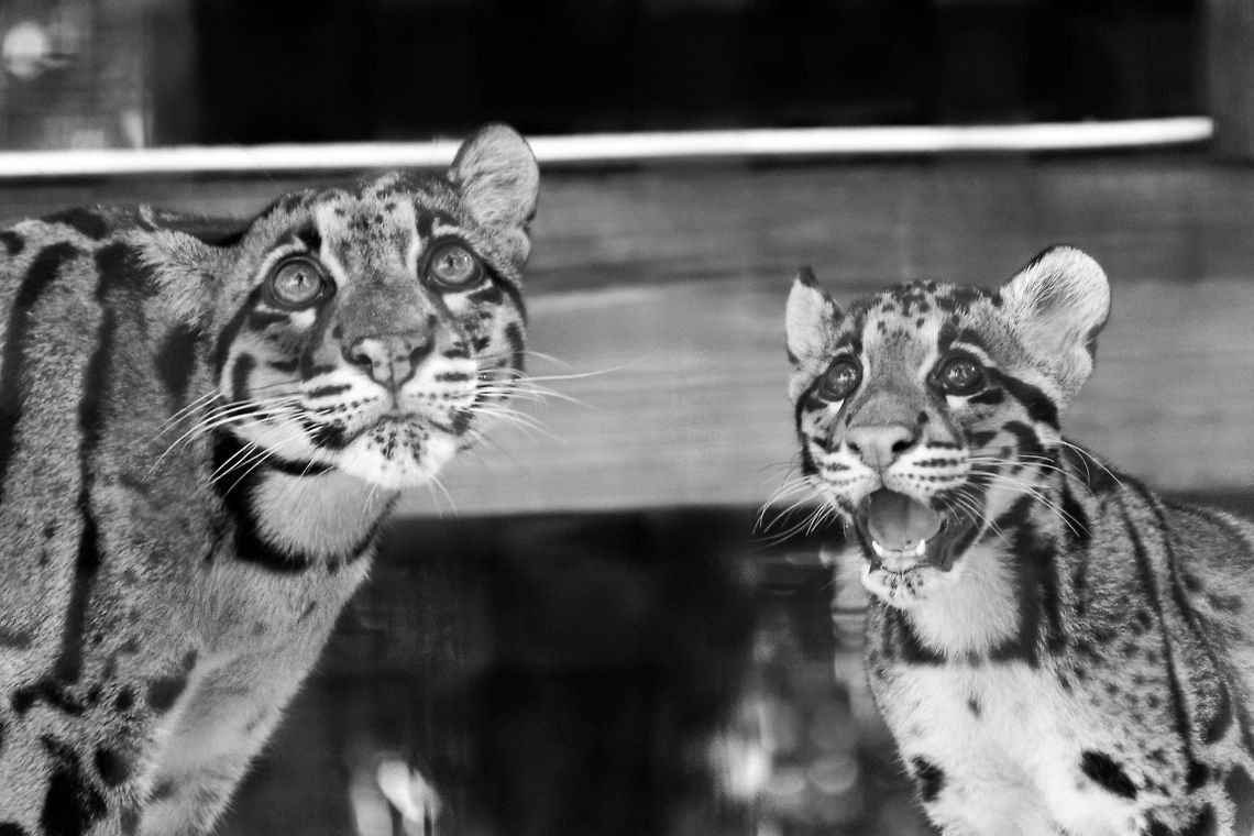 Nimbus and Tola Nimbus (left, mom) and Tola (right, female cub) looking at something together.  Tola is Nimbus&#039; first cub. Clouded leopard,Geotagged,Neofelis nebulosa,United States