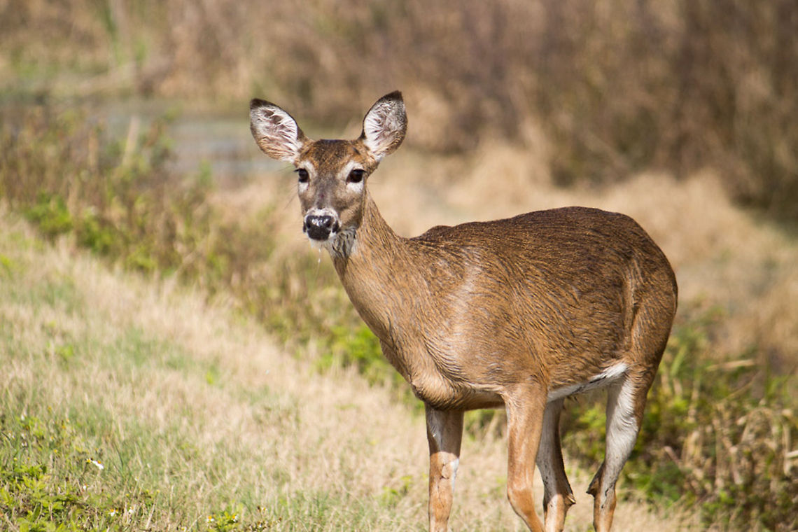 This deer ran up to me I first saw this deer from a long way away, so far away I thought it was a trail marking post . . . until it moved.  I stayed put and it started to run my way.  Eventually it stopped here, about 25 feet away from me, where it seemed to decide I really was there and it really didn't want to keep coming toward me.  I was a bit worried about making it swim because the trail ran between two canals, but as you can see it had already been swimming that day. Geotagged,Odocoileus virginianus,Pantherophis alleghaniensis,United States,White-tailed Deer,sunnyhill restoration area