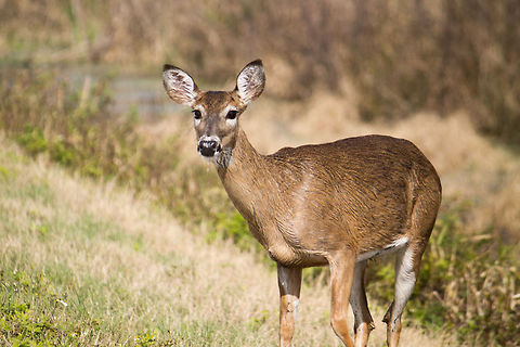 This deer ran up to me I first saw this deer from a long way away, so far away I thought it was a trail marking post . . . until it moved.  I stayed put and it started to run my way.  Eventually it stopped here, about 25 feet away from me, where it seemed to decide I really was there and it really didn't want to keep coming toward me.  I was a bit worried about making it swim because the trail ran between two canals, but as you can see it had already been swimming that day. Geotagged,Odocoileus virginianus,Pantherophis alleghaniensis,United States,White-tailed Deer,sunnyhill restoration area
