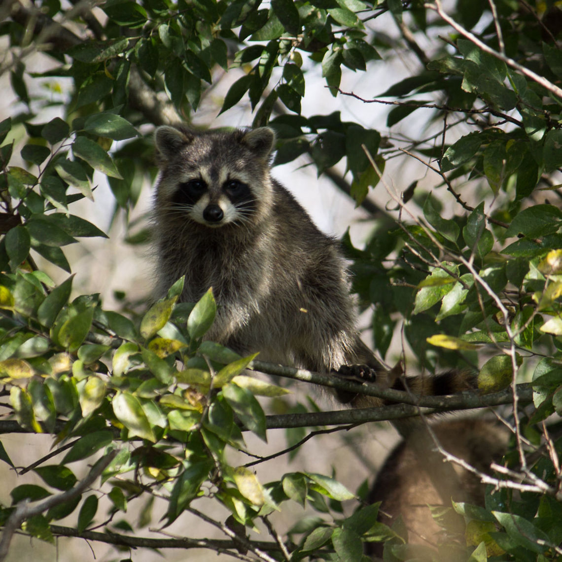 Raccoons foraging in a tree This is one of two raccoons that were foraging for small fruit in this tree.  (Actually, the second raccoon is in the background.) Geotagged,Procyon lotor,Raccoon,United States