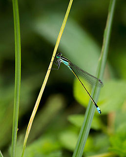 Blue Damselfy A small blue damselfly hanging out in the grass on a damp morning. Geotagged,Ischnura ramburii,Rambur's forktail,United States,damselfly,lake apopka