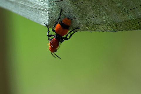 Red Velvet Ant A velvet ant (this one is a wingless female) on the end of the railing of a ramp past the historic pumphouse at Lake Apopka restoration area.  I was happy to finally see one in a place that was good for a photo!  Most of the time they hang out in the grass. Dasymutilla occidentalis,Geotagged,United States,lake apopka,velvet ant