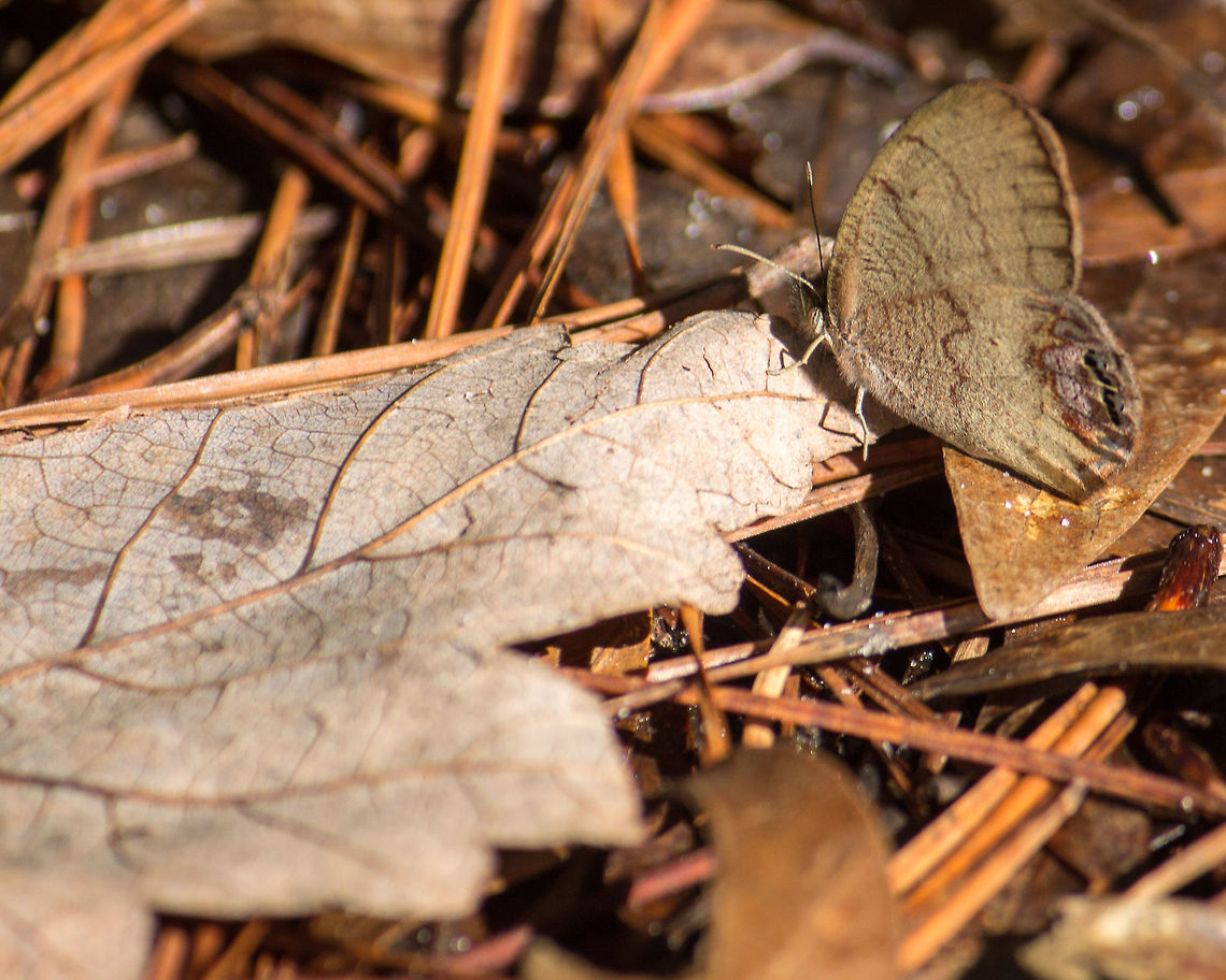Gemmed Satyr on a Maple Leaf A gemmed satyr perched on a maple leaf.  They tend to choose places to perch that they will blend in with.  The maple leaf fits that description, but is much prettier than some of the other places I've tried to photograph them.<br />
<br />
(I previously id'ed this as a Carolina satyr, but those have a row of several eyespots along the wing edges) Cyllopsis gemma,Gemmed Satyr,Geotagged,United States