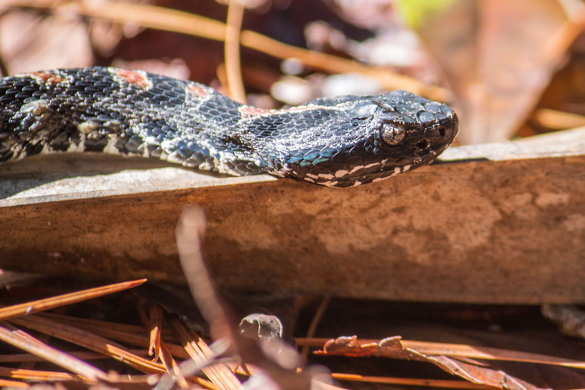 Dusky Pygmy Rattlesnake This little rattlesnake was pretending to be a backpack strap.  I was thinking of picking it up to take back to the trashcan just about the time I got close enough to see it was actually a rattlesnake. Geotagged,Sistrurus miliarius barbouri,United States,dusky pygmy rattlesnake