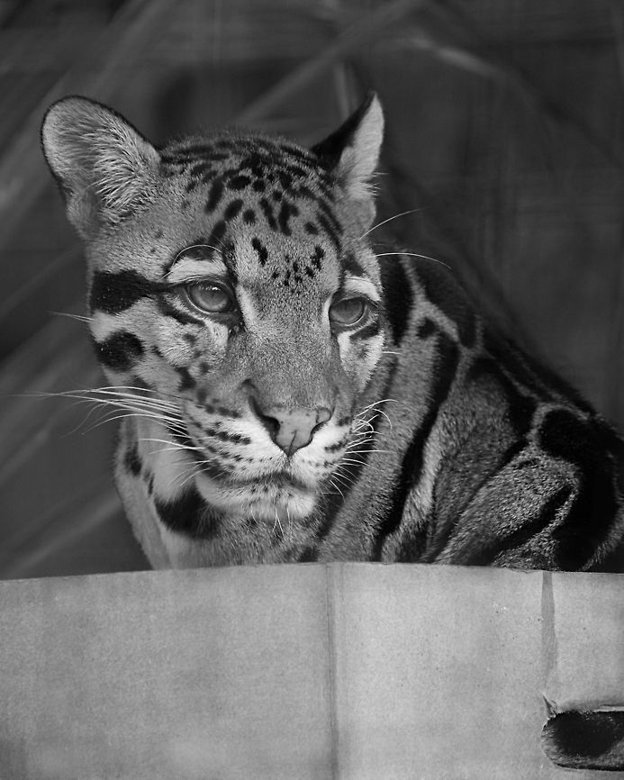 Cirrus in a box Cirrus is Tola&#039;s father.  (Tola and her mother:  <a href="http://www.jungledragon.com/image/25022/nimbus_and_tola.html)" rel="nofollow">http://www.jungledragon.com/image/25022/nimbus_and_tola.html)</a>   This day he was given a box, which he was enjoying. Clouded leopard,Geotagged,Neofelis nebulosa,United States,Winter