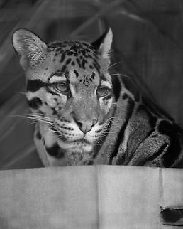 Cirrus in a box Cirrus is Tola's father.  (Tola and her mother:  http://www.jungledragon.com/image/25022/nimbus_and_tola.html)   This day he was given a box, which he was enjoying. Clouded leopard,Geotagged,Neofelis nebulosa,United States,Winter