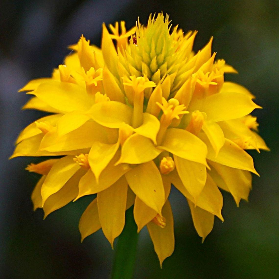 Bright yellow flower I've been calling these "lion flowers" because they kind of remind me of a lion's mane, but I have not had much luck identifying it.  They live in pine woods that are more on the damp side, the kind that are often near a transition to more swampy or marshy habitats.  The cluster is about an inch across, and on top of a stalk that is about twelve inches tall. Geotagged,Polygala rugelii,Spring,United States,Yellow milkwort