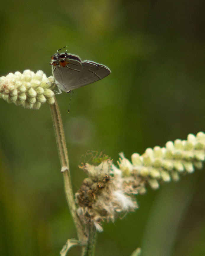 Gray Hairstreak . . . and a spider, apparently, resting on a flower stalk.  (I find a lot of spiders in flowers when I get home and look at the photos, or even later!) Geotagged,Gray Hairstreak,Spring,Strymon melinus,United States