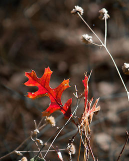 It's finally fall! This is the fun of central Florida.  Technically it is winter, but physically it's more like fall.  (And before you know it we'll be skipping spring in favor of summer >_<.)  The colorful turkey oak leaves were glowing in the sunlight. Geotagged,Quercus laevis,United States,Winter