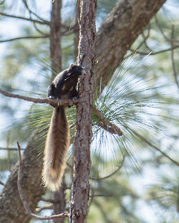 Sherman's Fox Squirrel These guys are pretty shy and live in open woods.  The first time I heard one of these call it startled me, partly because I didn't realize it was right there on the tree next to me, and partly because the call was so loud and deep.  Basically it is like the call of a gray squirrel, scaled up for an animal two to three times the size. Geotagged,Sciurus niger shermani,United States,Winter