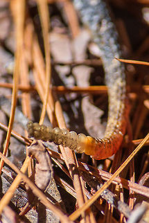 Dusky Pygmy Rattlesnake Tail I don't think this snake rattled at me, but I understand the rattle is like a bee buzz, so I may not have heard it.  Its rattle is so small I didn't actually think it had one at first. Dusky pygmy rattlesnake,Geotagged,Sistrurus miliarius barbouri,United States,Winter